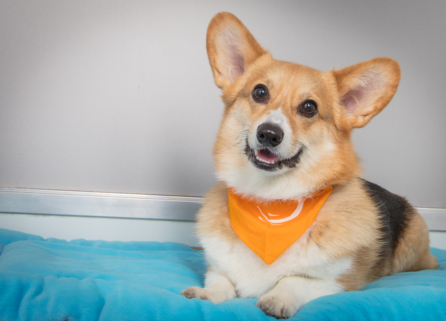 Wag Hotels Santa Monica