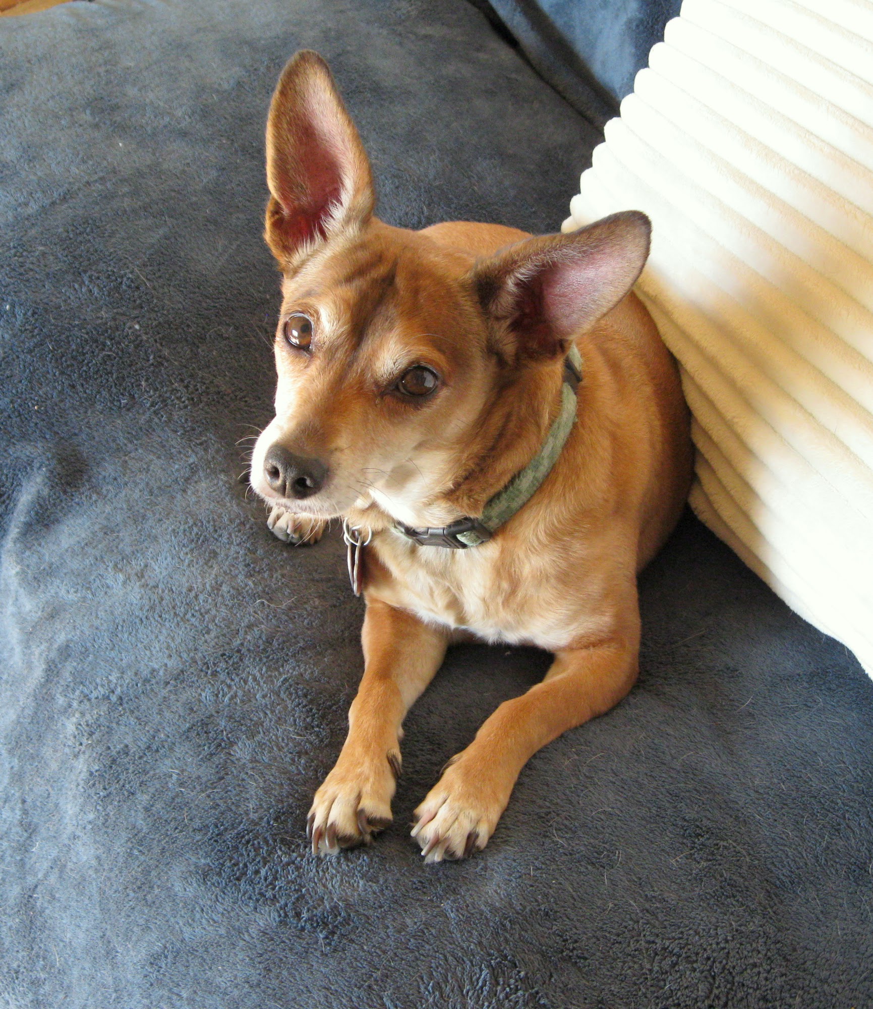 Donna's Pampered Pets Santa Paula