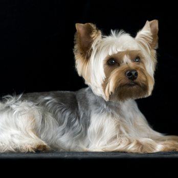 Dog Grooming by Stephanie Gleeson Santa Rosa