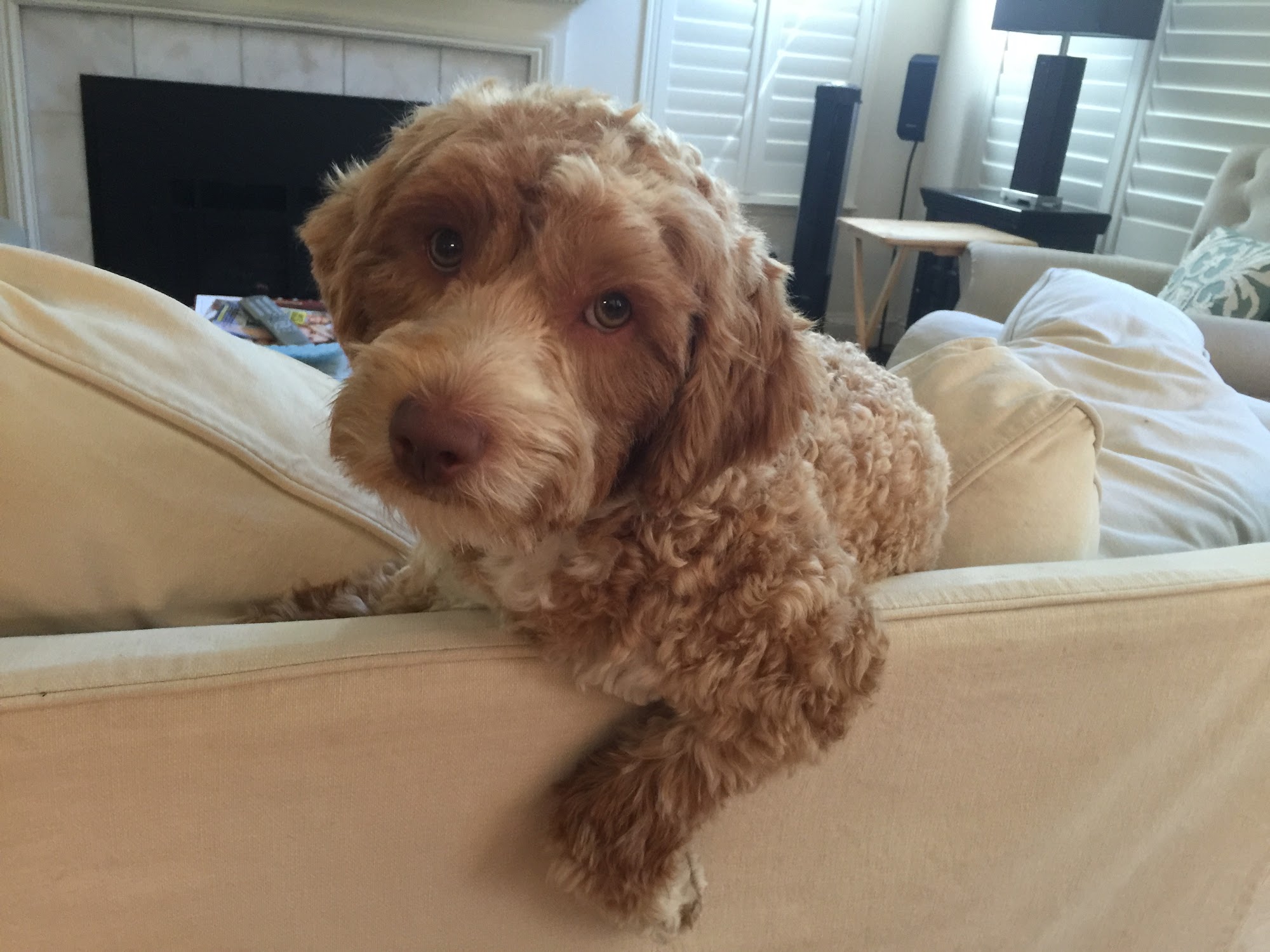 Posh Pet Salon Santa Rosa