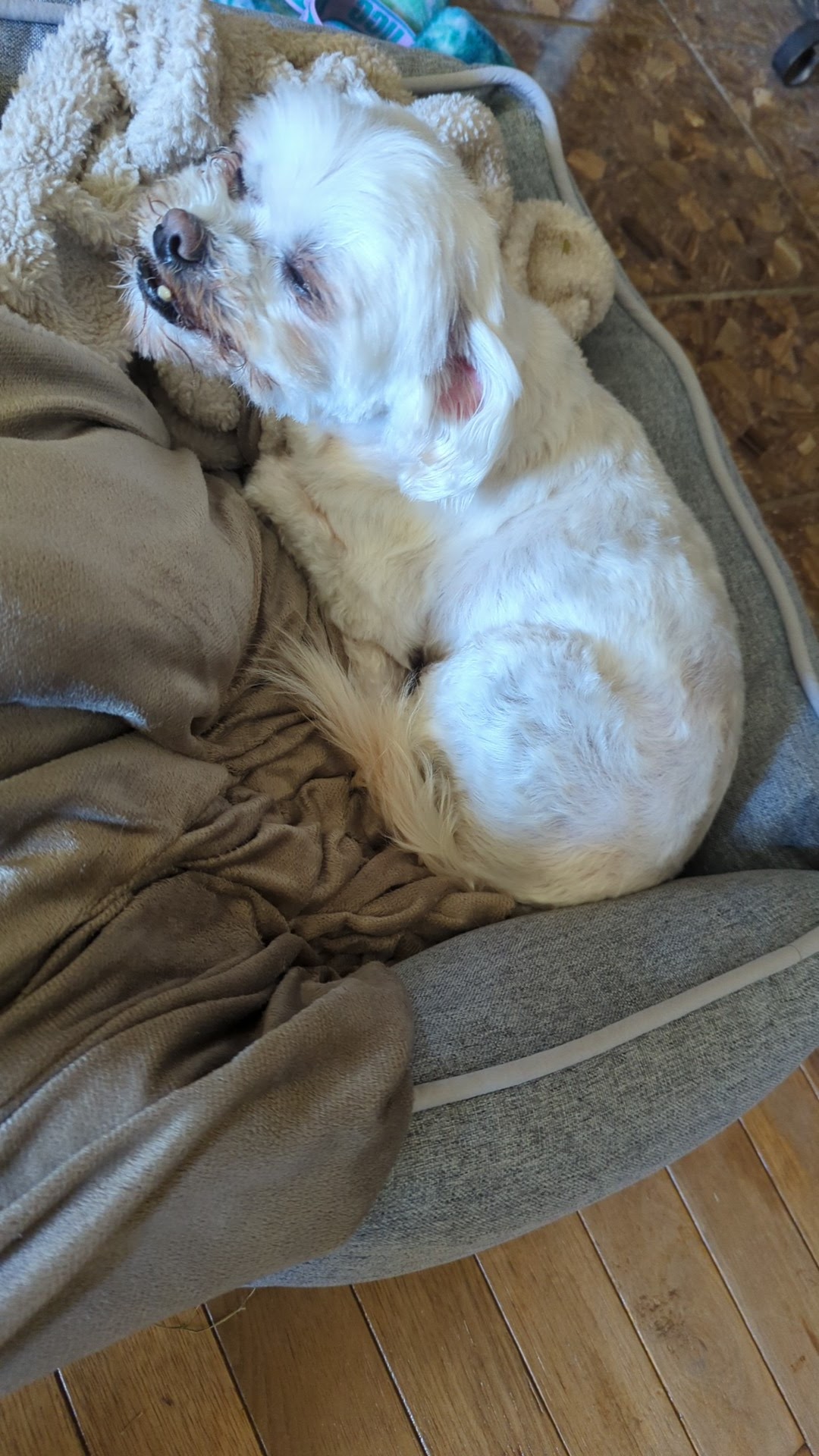 Chez Jeanne Dog and Cat Grooming Santa Rosa