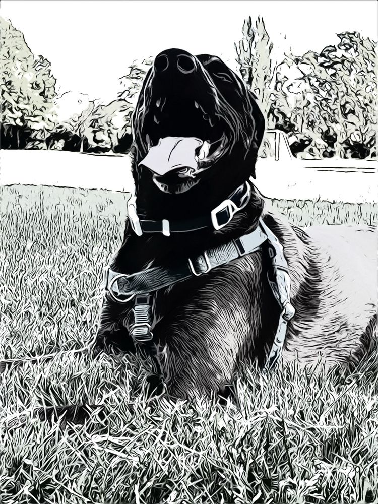 Doggie Right Dog Spa Santa Rosa