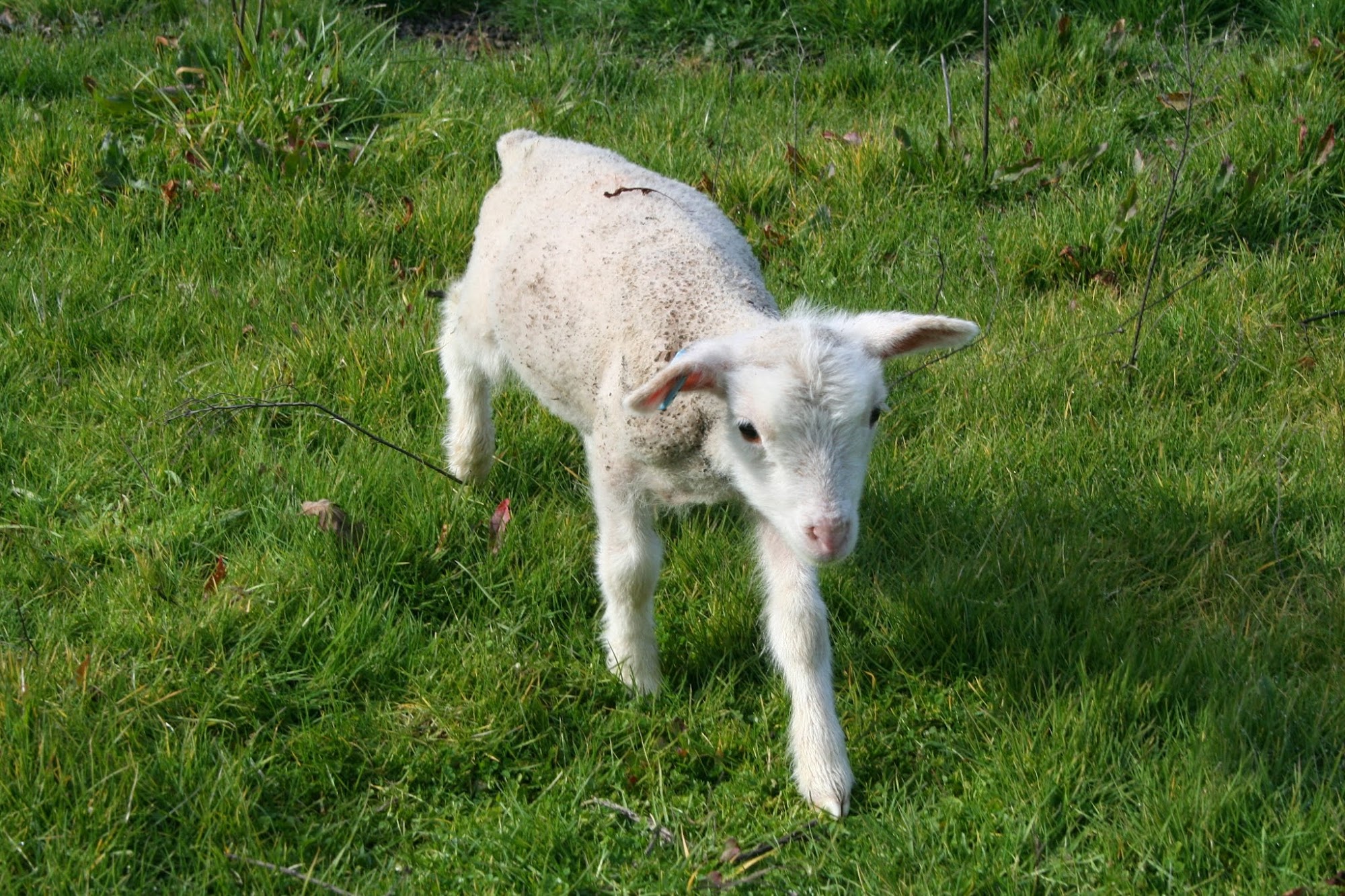 Affinity Pet Services LLC Santa Rosa