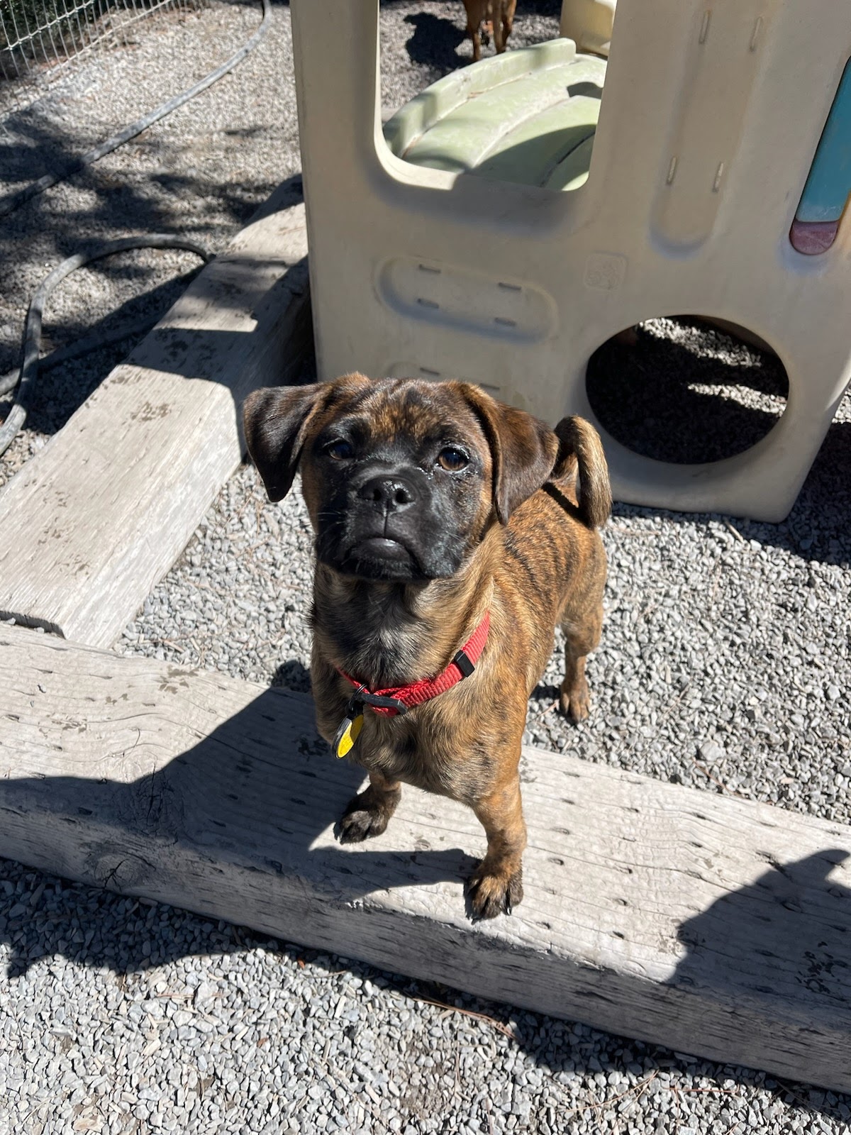 K9 Activity Club Santa Rosa