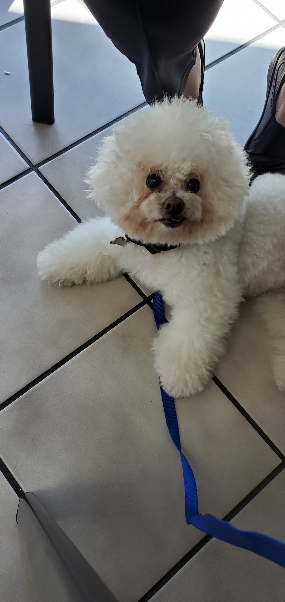 Ark Pet Salon Seal Beach