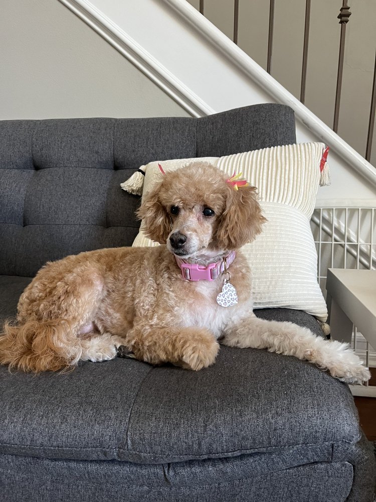 Dog-E-Den Dog Daycare Boarding Grooming & Training Sherman Oaks