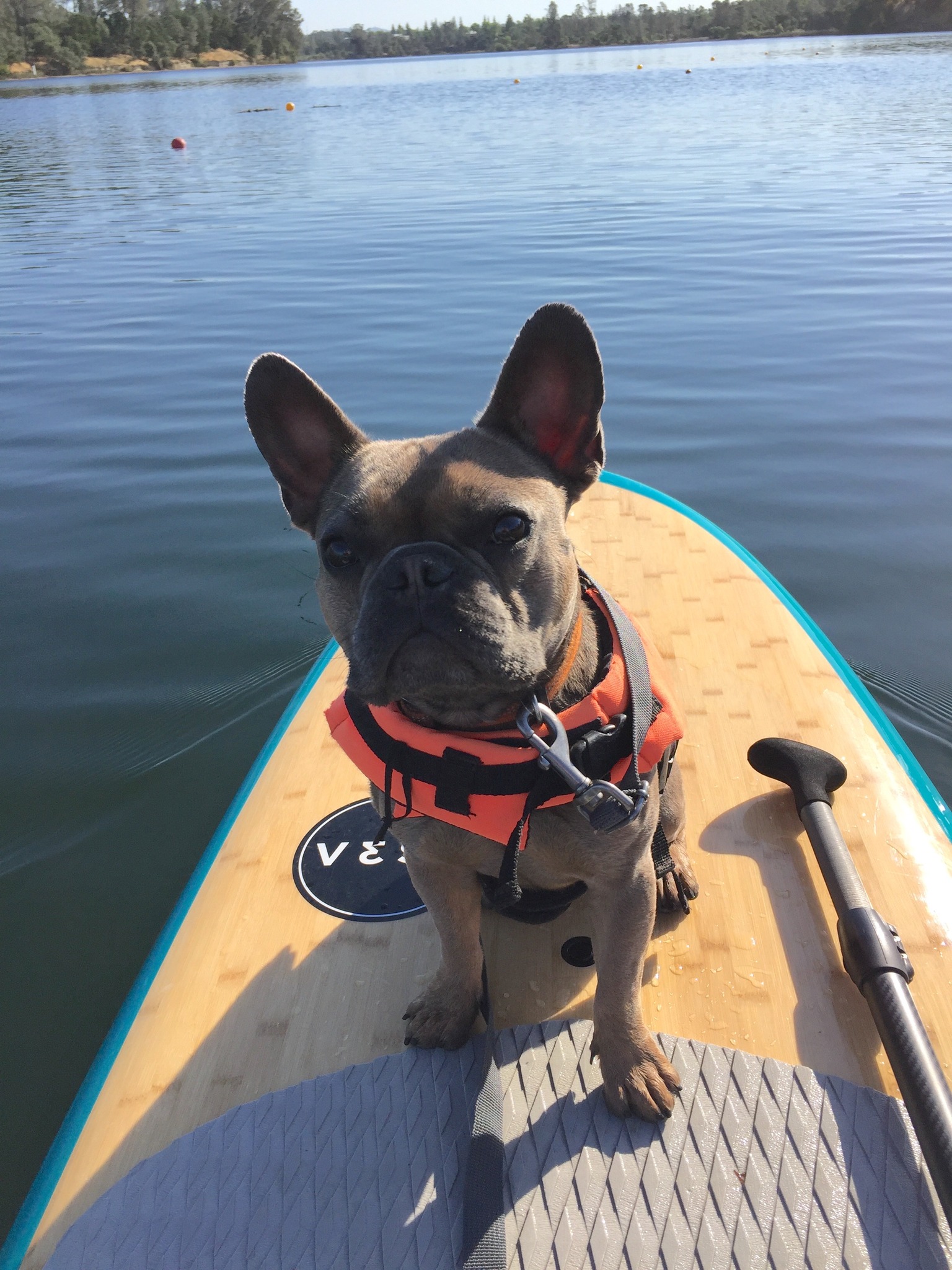 Anna The Dog Trainer Vega Loop, Shingle Springs California 95682