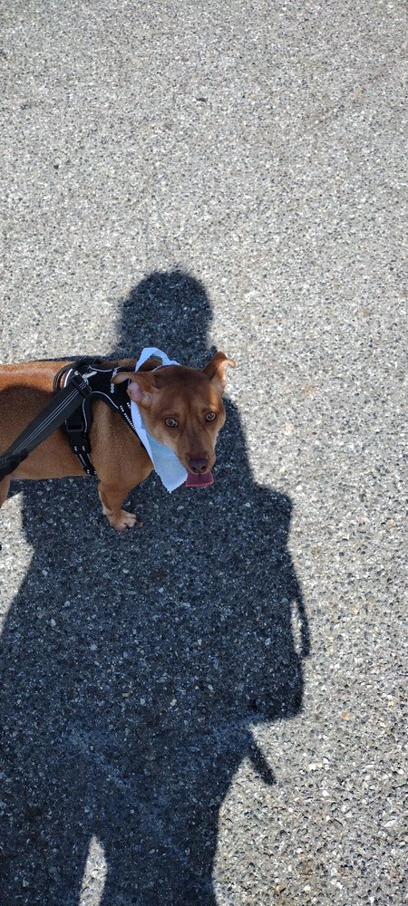 CANINE CASTLE Simi Valley