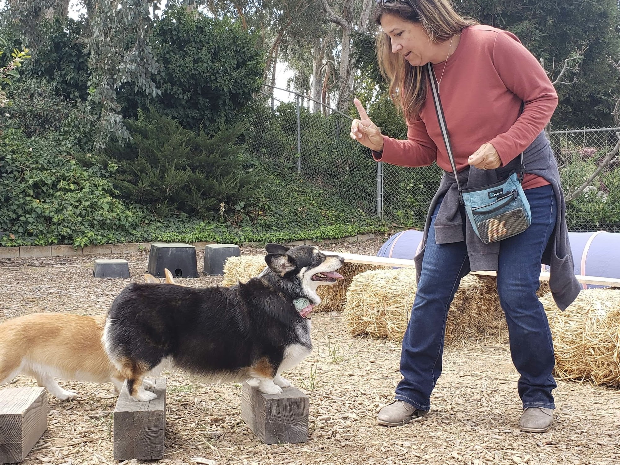 3 Dog Training, LLC Simi Valley