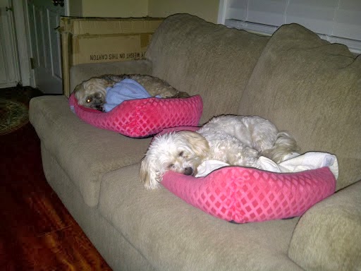 Ma & Paw Kennel Simi Valley