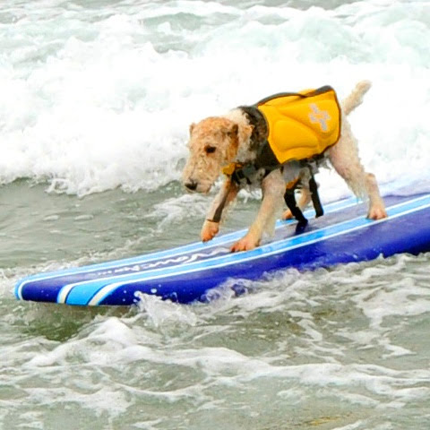 Delayre Kennels- Sun Valley