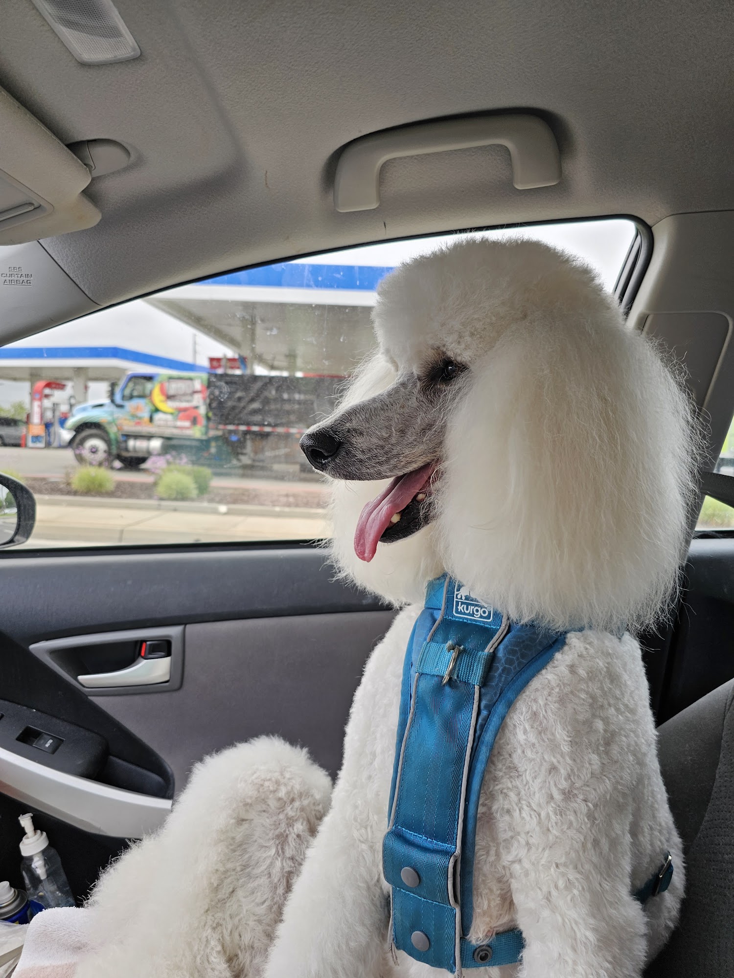 Ark Pet Salon 2by2 Sunset Beach