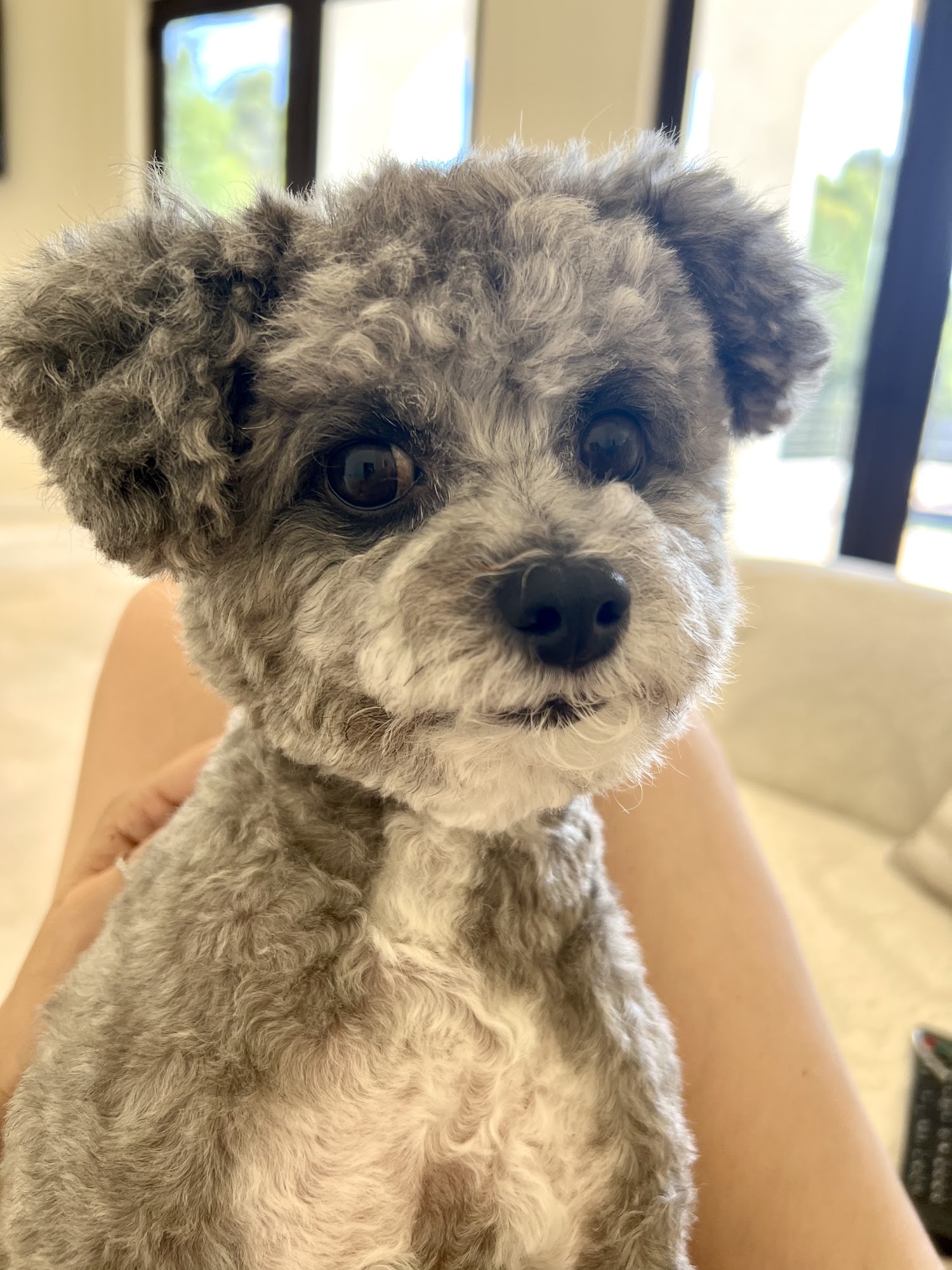 Four Your Paws Only Tarzana