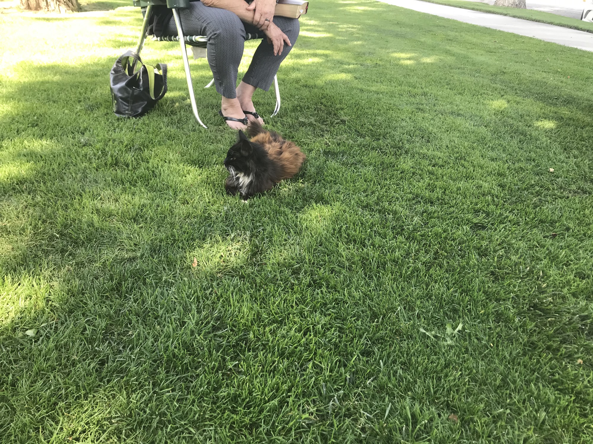 Save Tehachapi’s Orphaned Pets Tehachapi