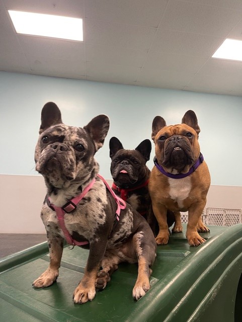 Dogtopia of Temecula Temecula