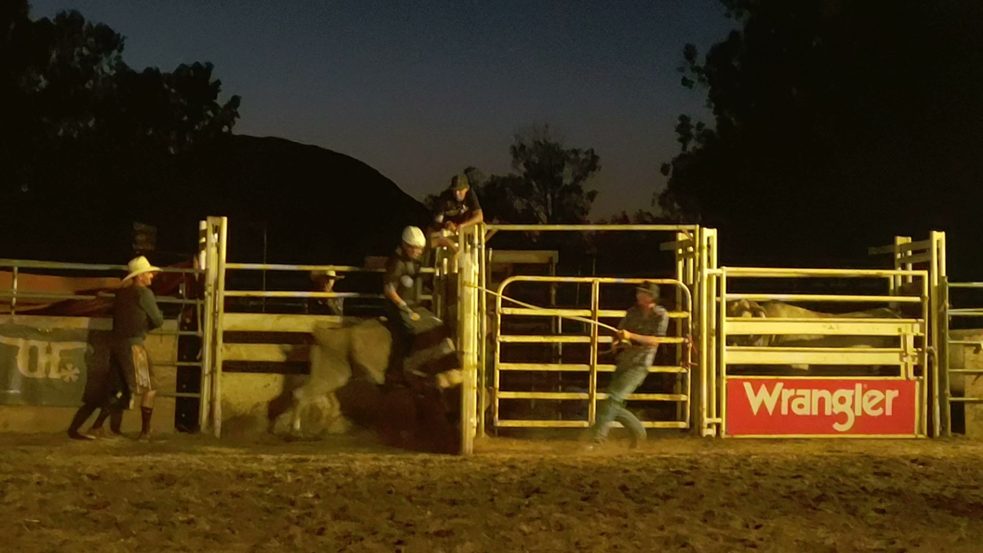 Canine Solutions Temecula