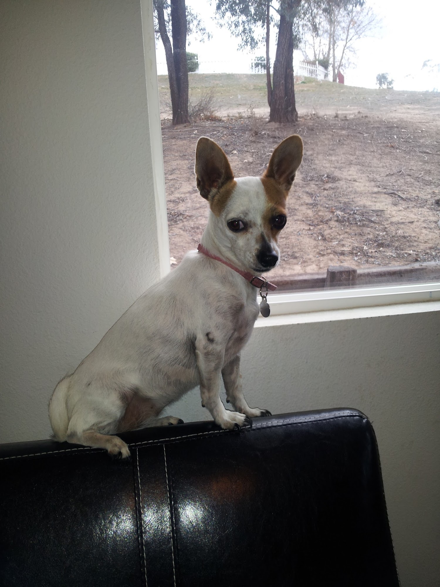 Great Oak Kennels Temecula