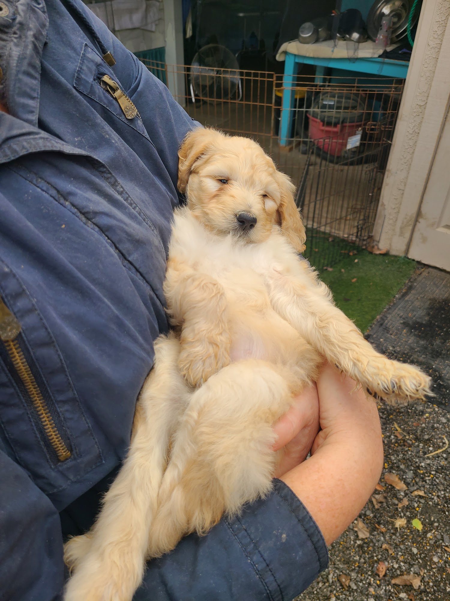 Denim and Diamond Doodles Templeton