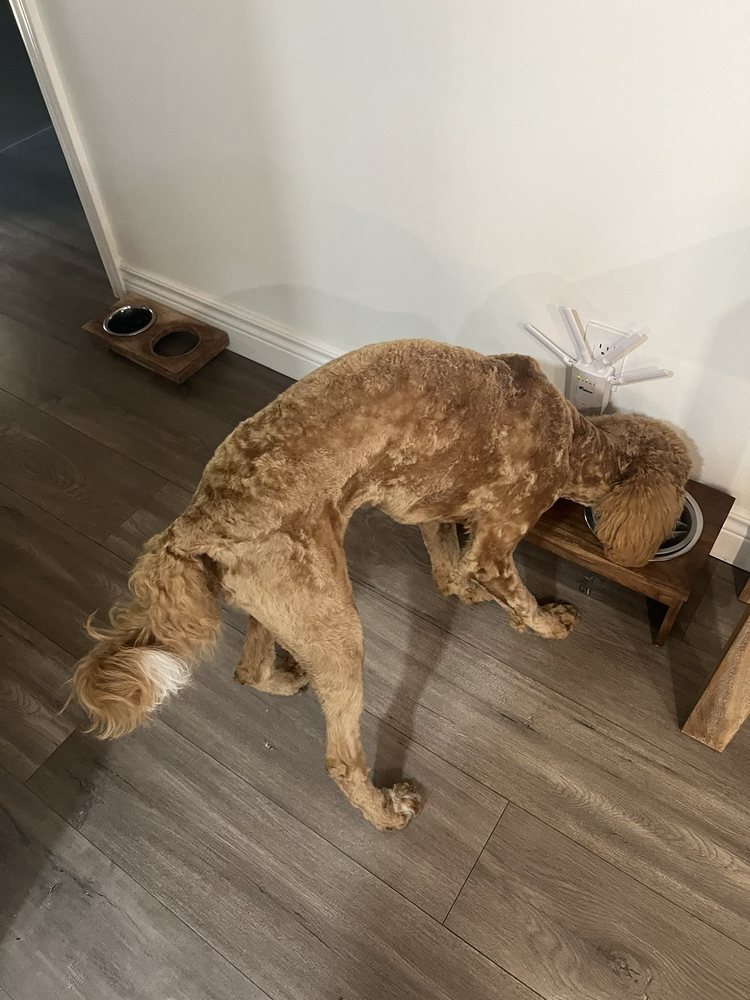Pink Pucci Dog Grooming, Training and Daycare Torrance