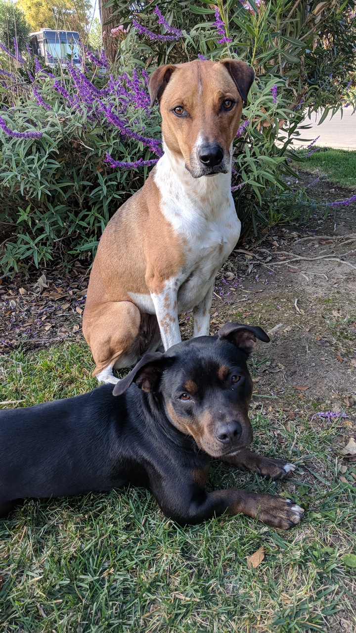 K9 Development Tracy