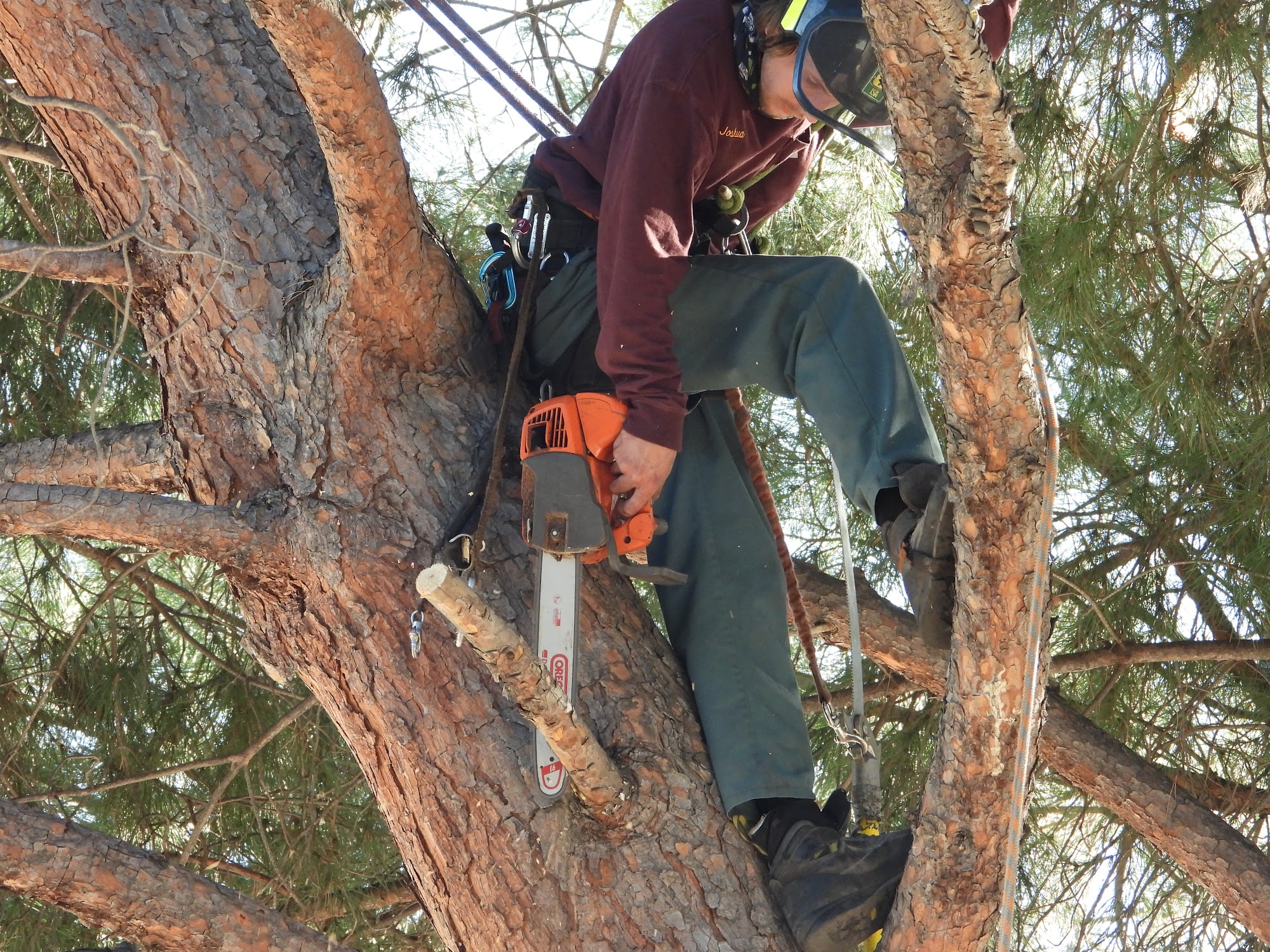 Cañada Tree Care 10041 Commerce Ave, Tujunga California 91042