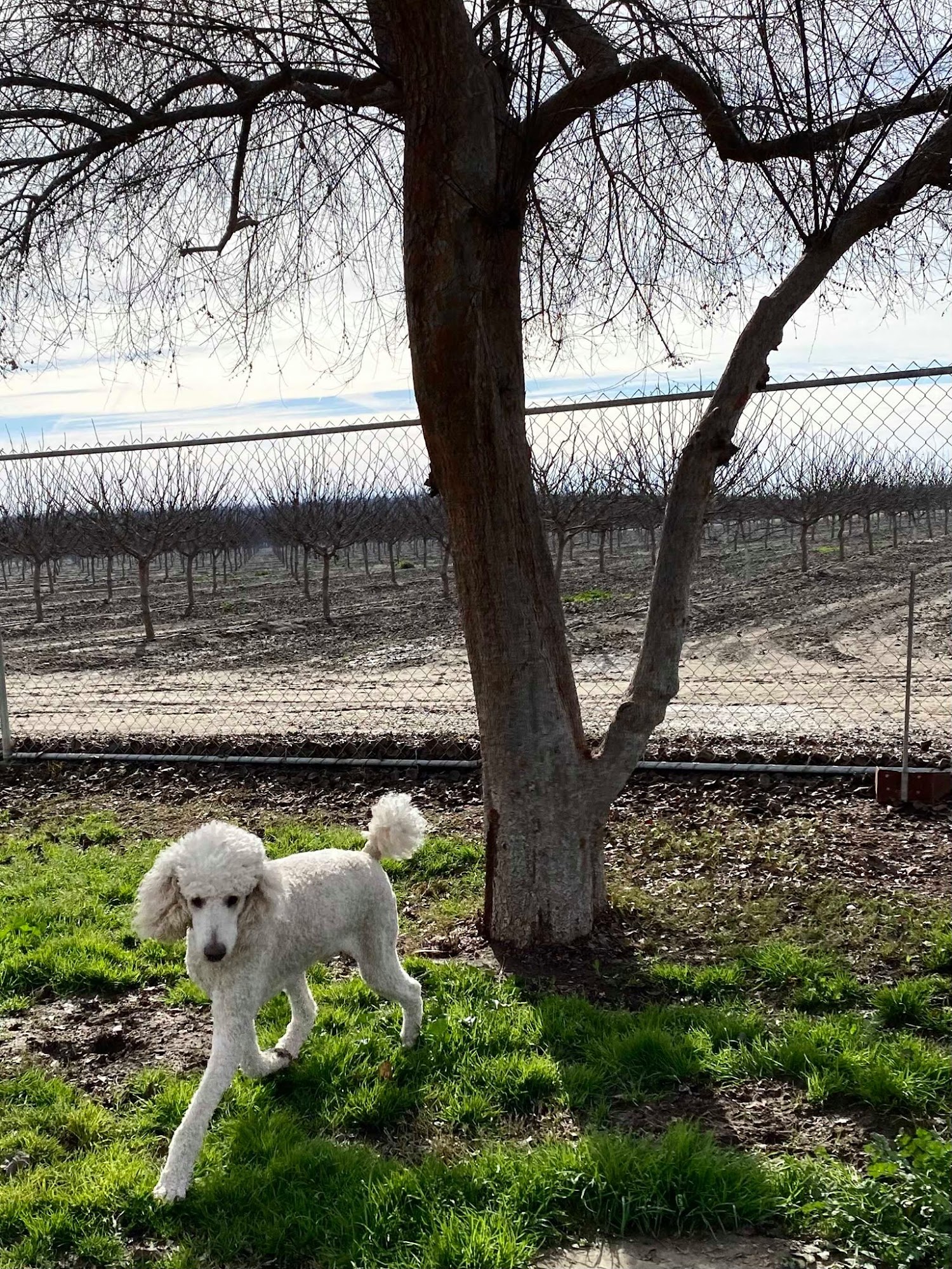 Happy Tails Pet Resort Tulare