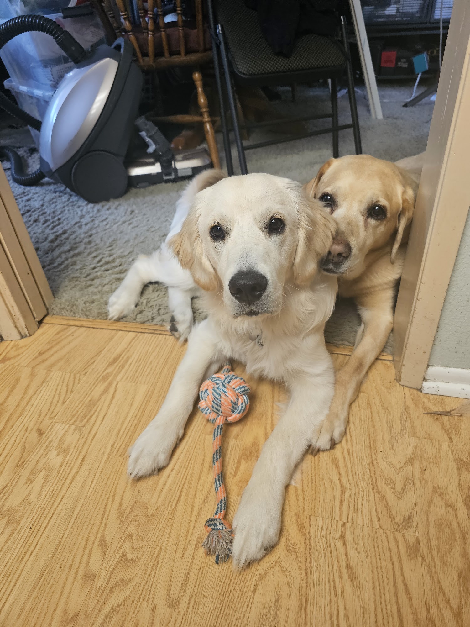 Wags & Wiggles Tustin