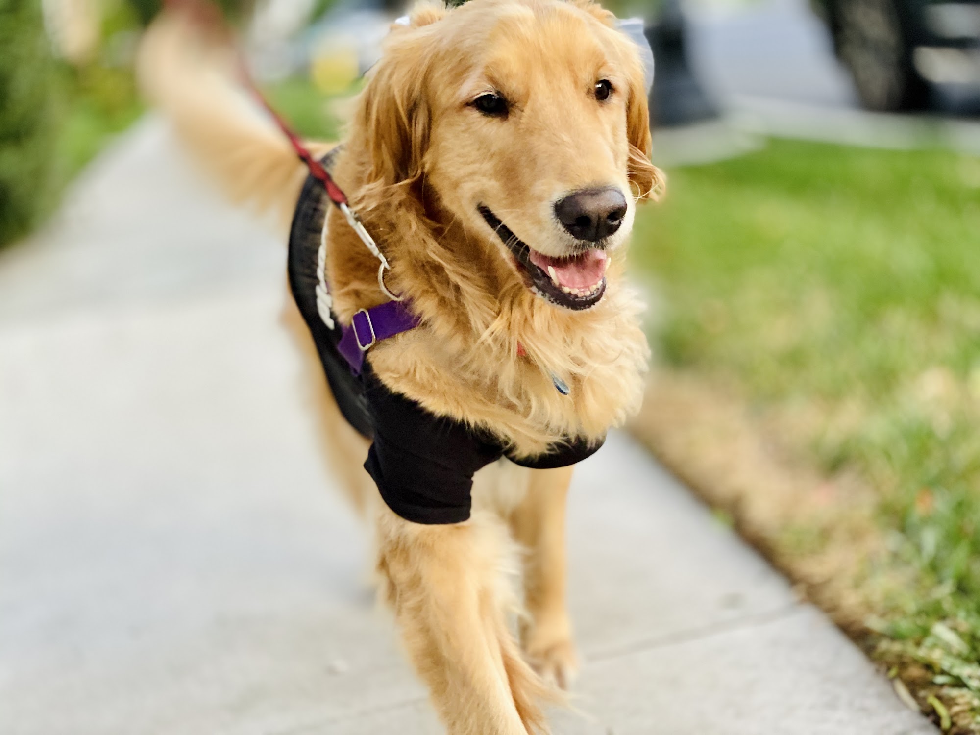 Golden Days Pet Services Tustin