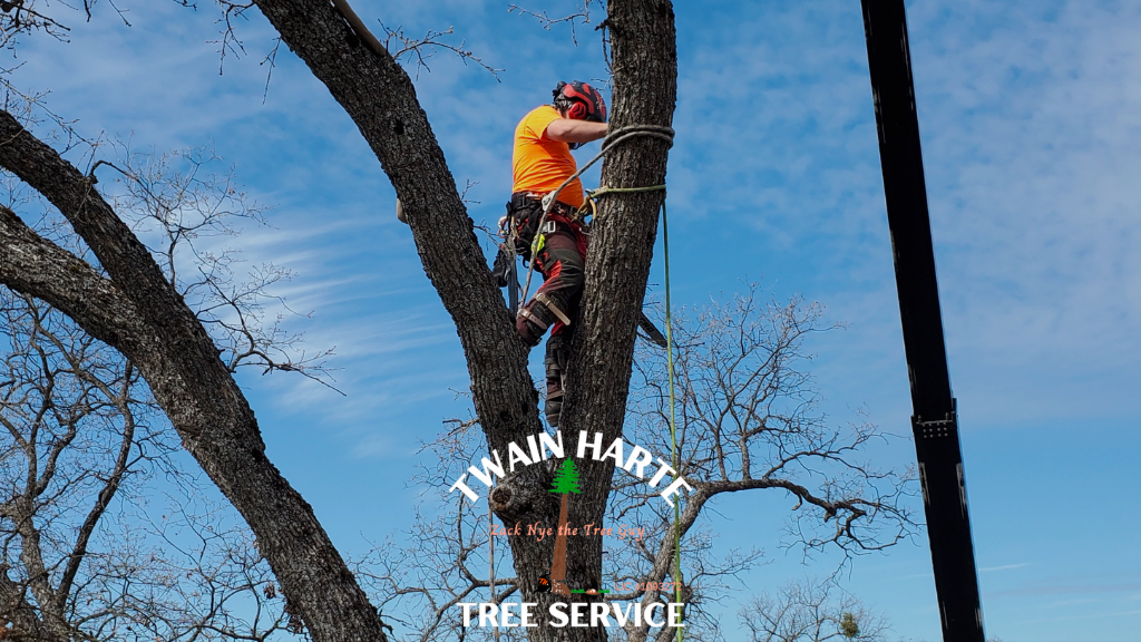 Twain Harte Tree Service