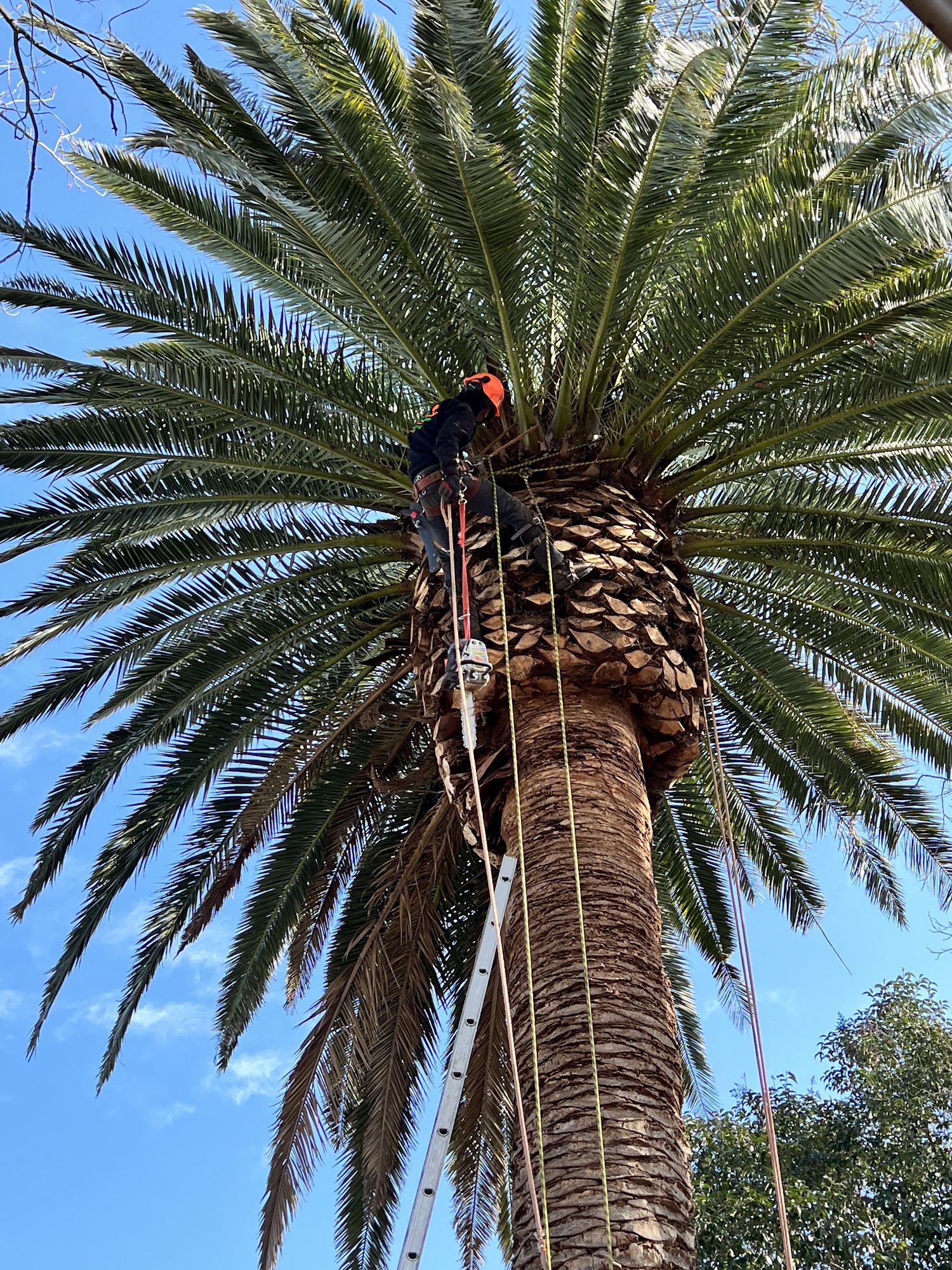 BioScapes Tree Care Inc