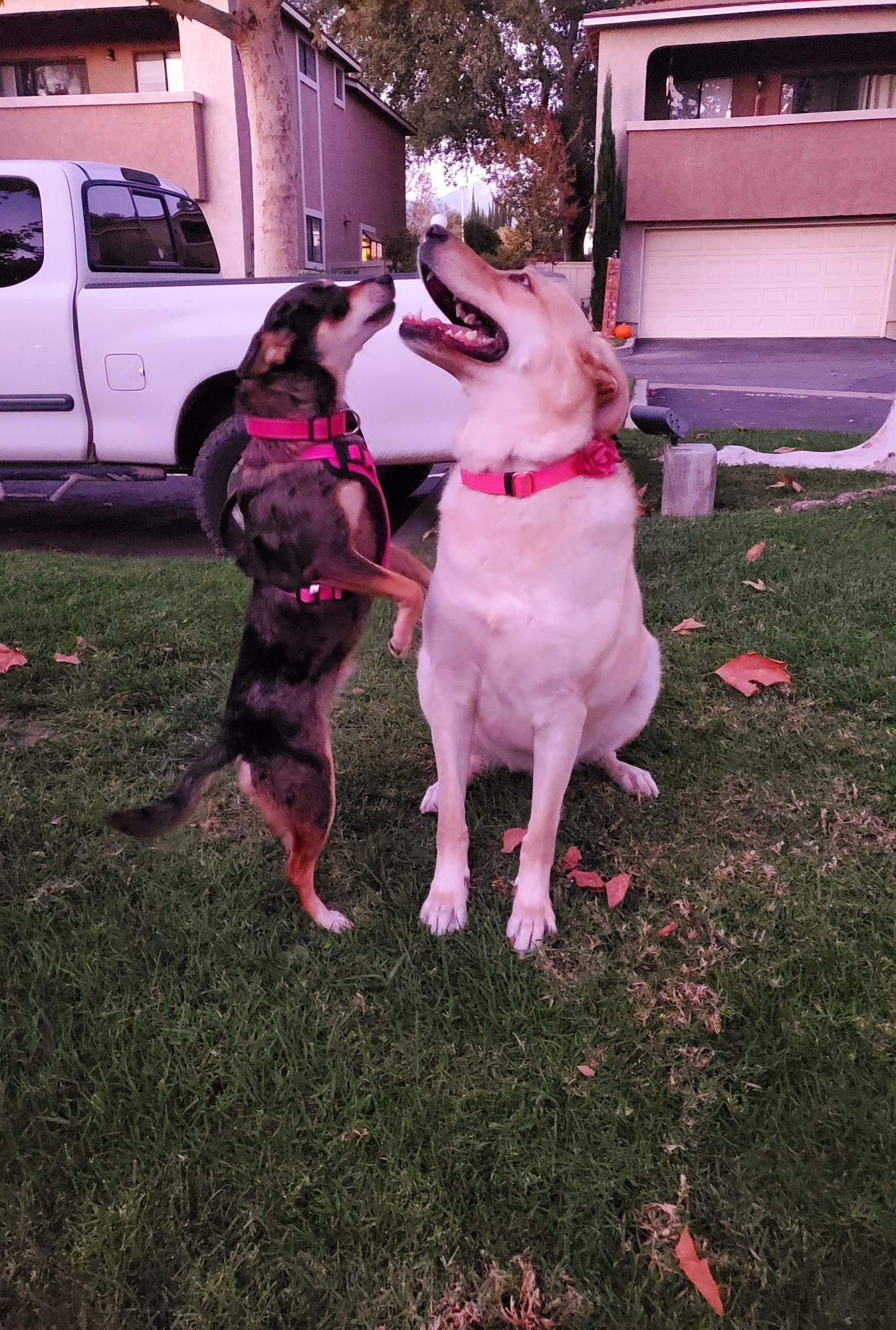 Clipz Pet Salon Upland