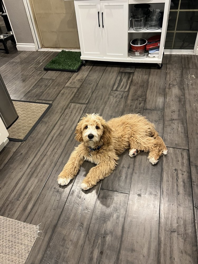 Heavenly Paws Upland