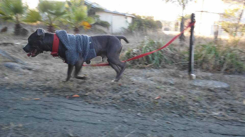 Joie De Vi Boarding Kennels Vallejo