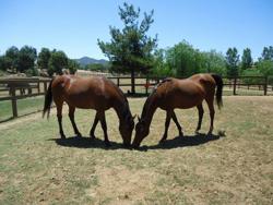 Castleton Ranch Horse Rescue