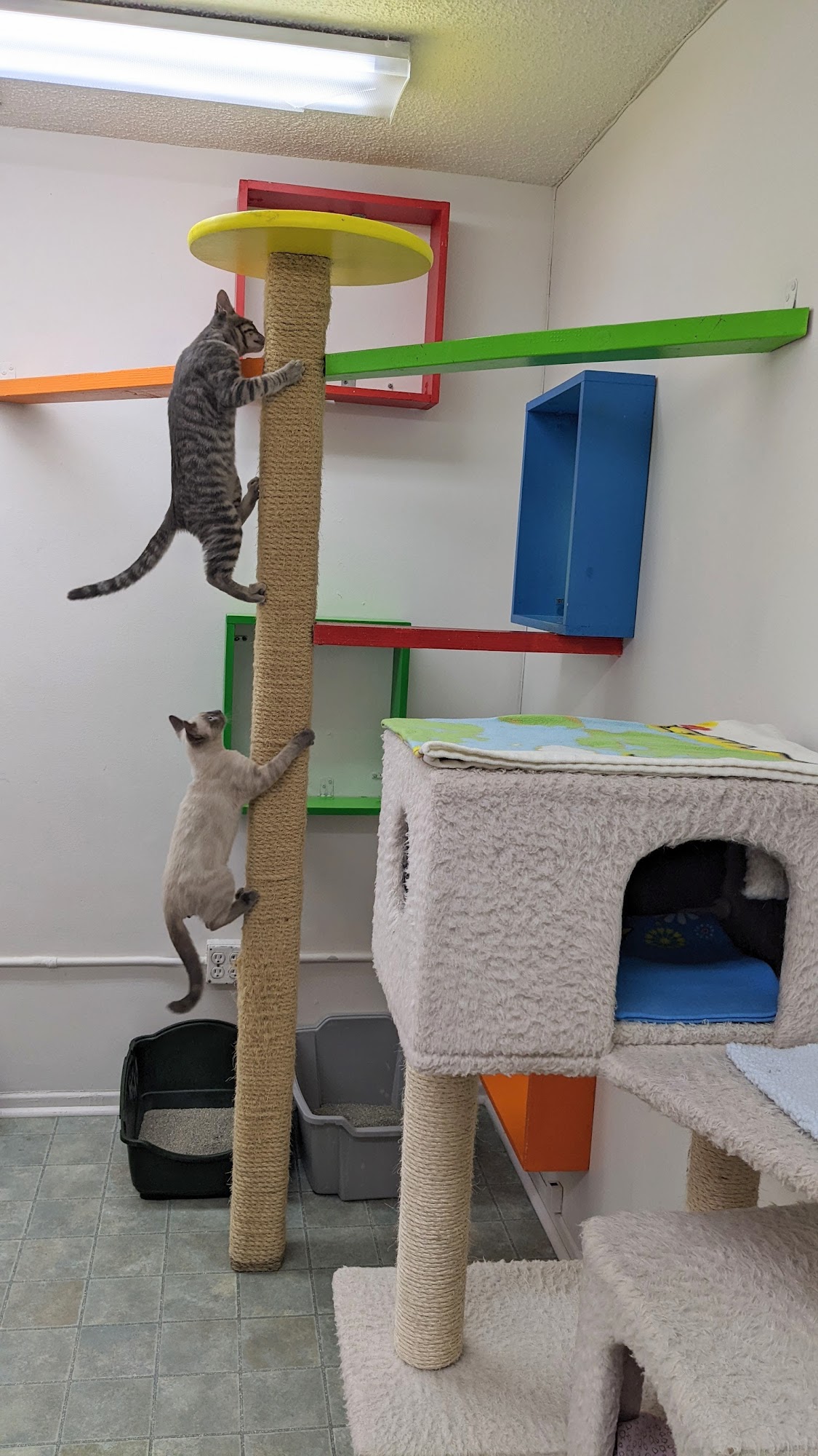 California Cat Center Van Nuys