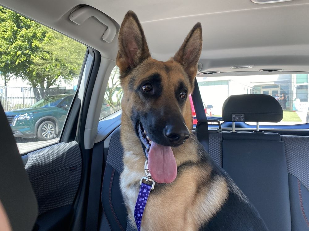 Los Angeles City East Valley Animal Shelter Van Nuys