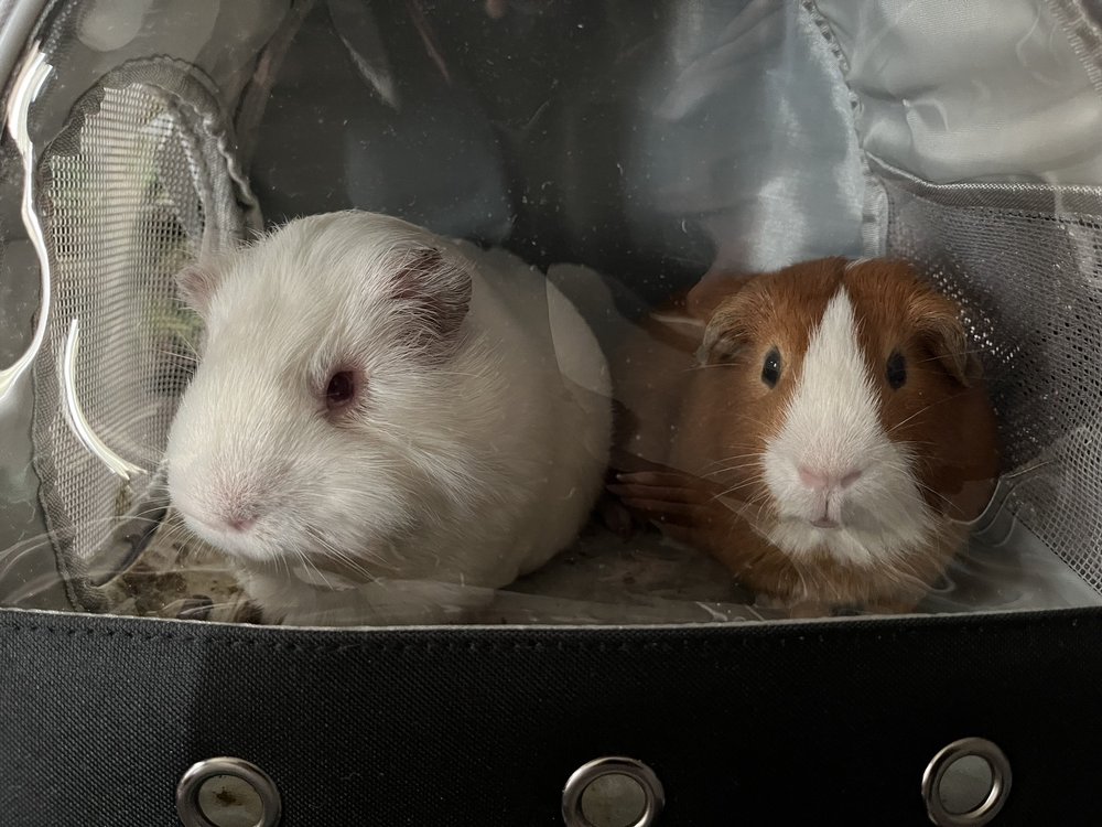 East Ventura Animal Hospital: Bohman Nancy J DVM Ventura