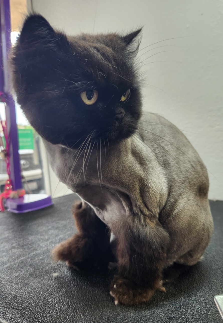 Get Your Groom On Ventura