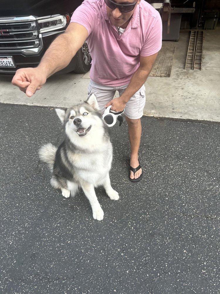 Bow Wow Grooming Ventura Santa Paula Santa Bárbara carpenteria Oxnard Ventura