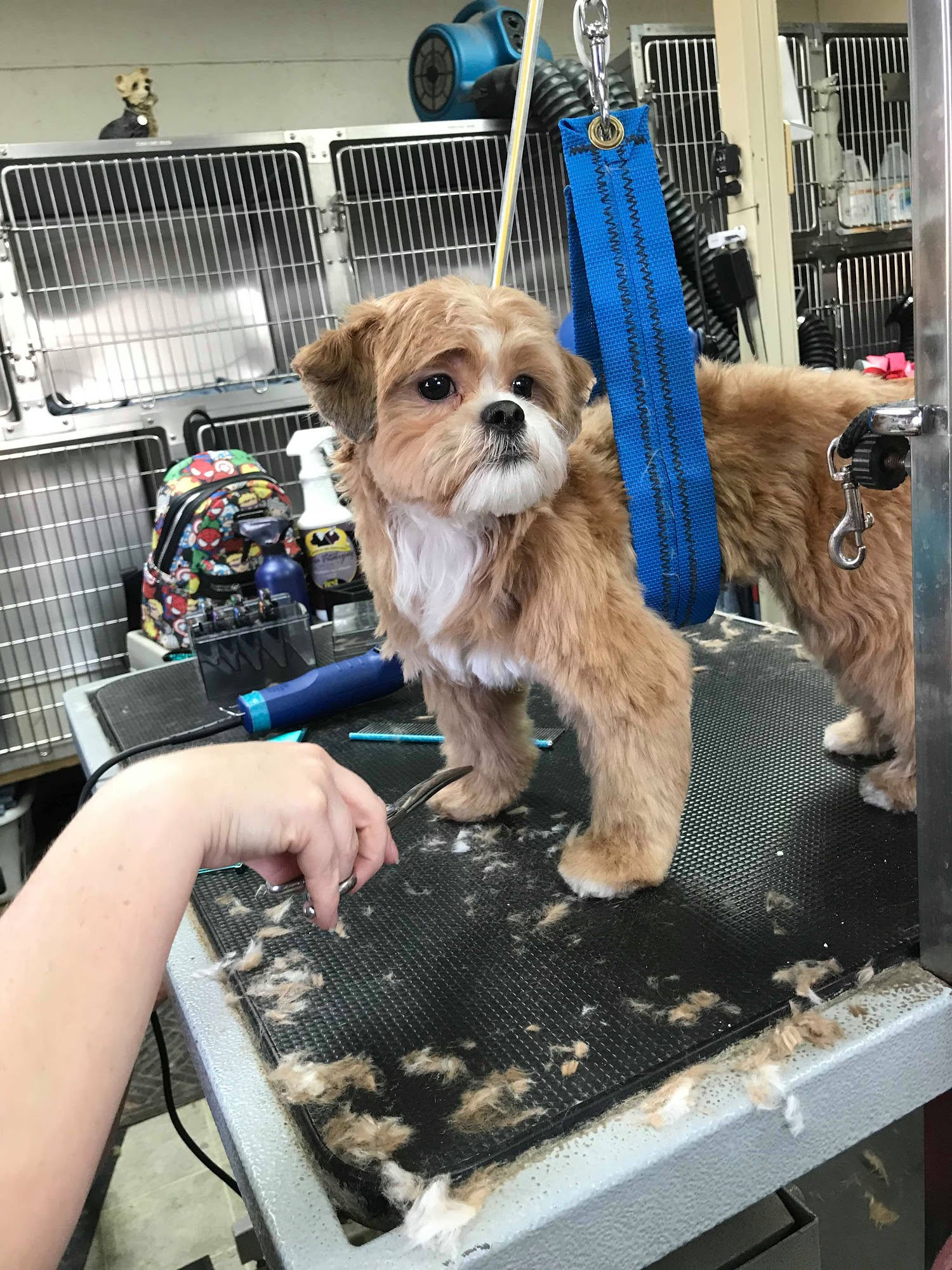 Little House of Grooming Ventura