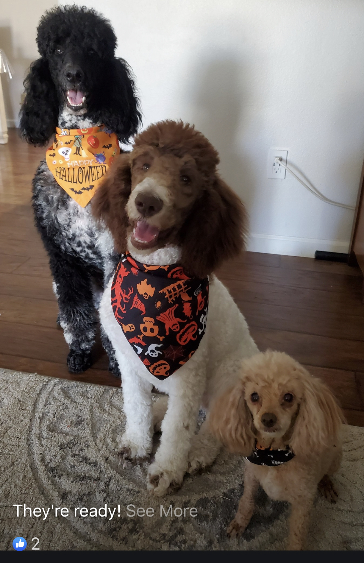 Groomingdales Visalia