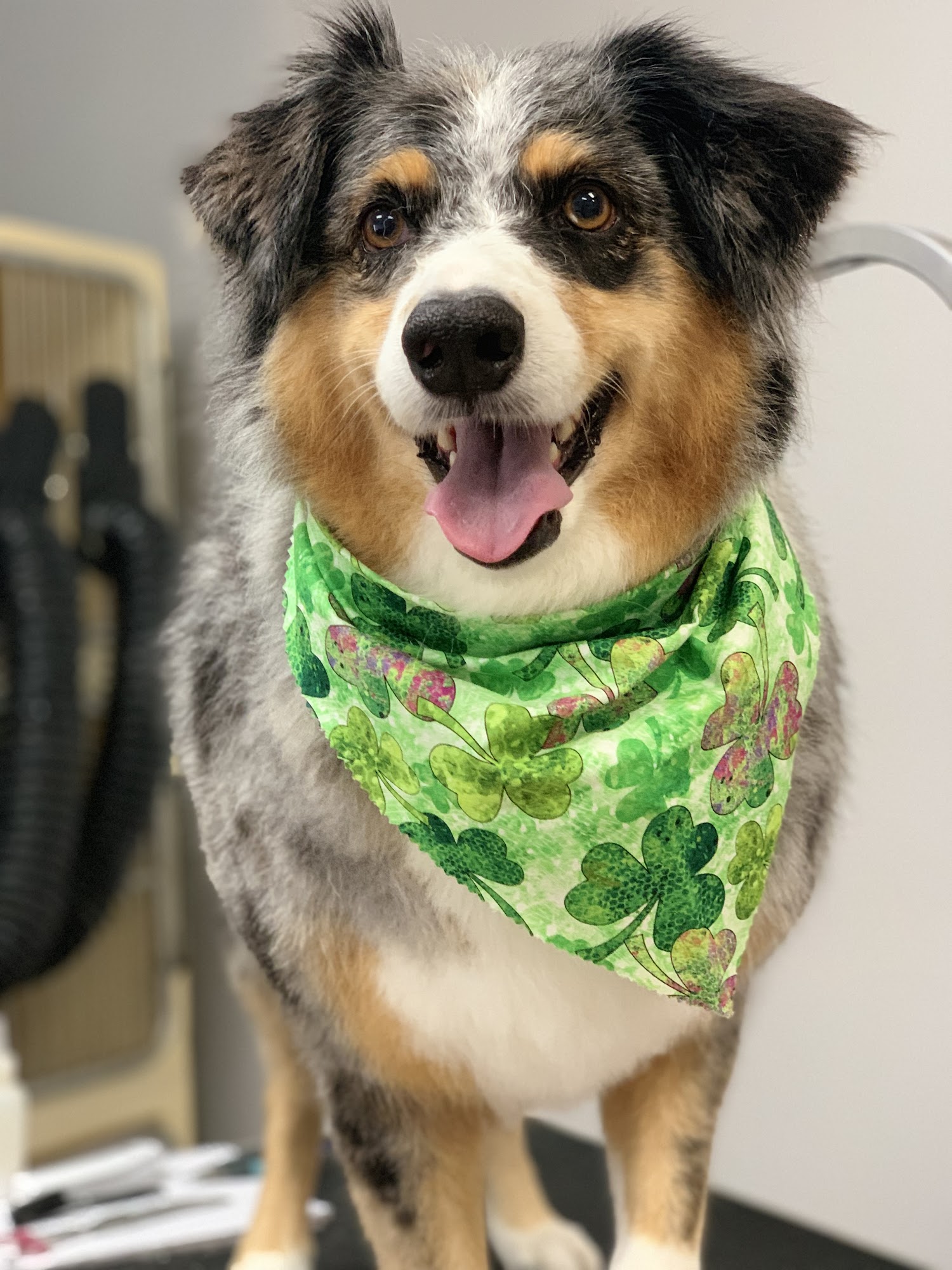 Pawlished Pet Spa & Boutique Visalia