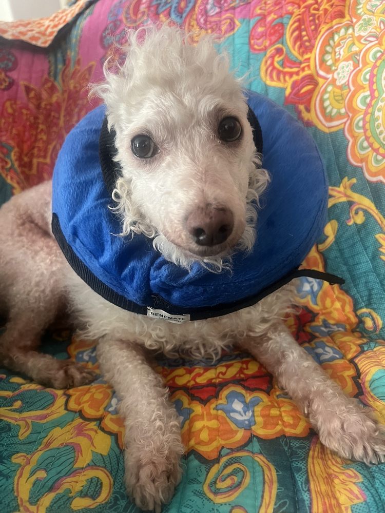 Laurel Pet Hospital West Hollywood