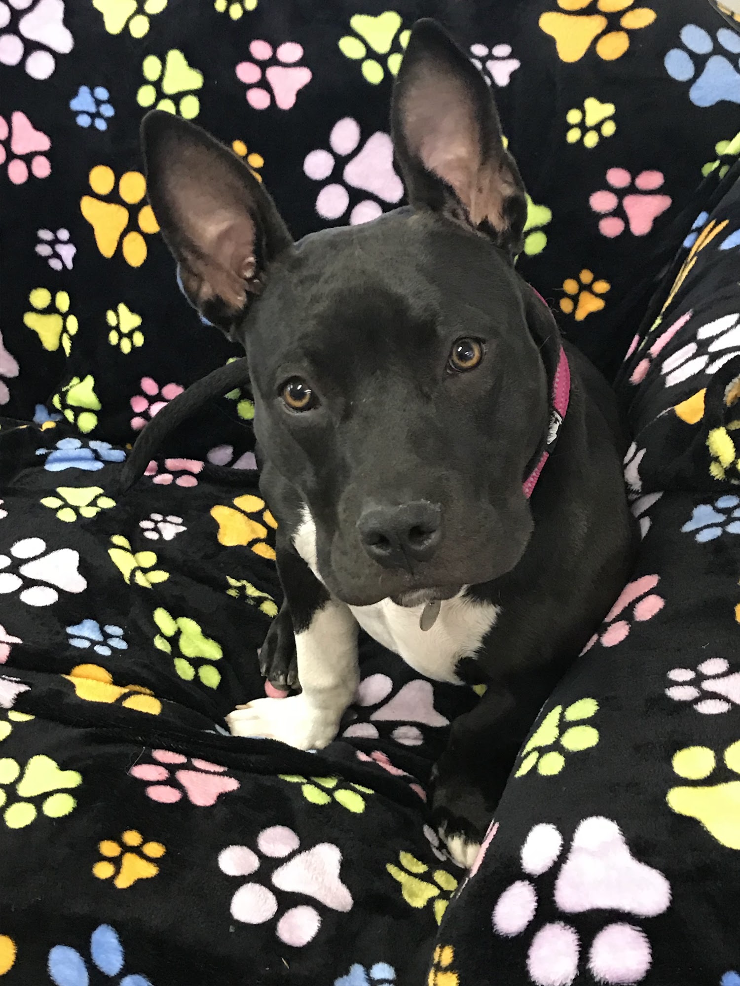 Animal Manners West Sacramento