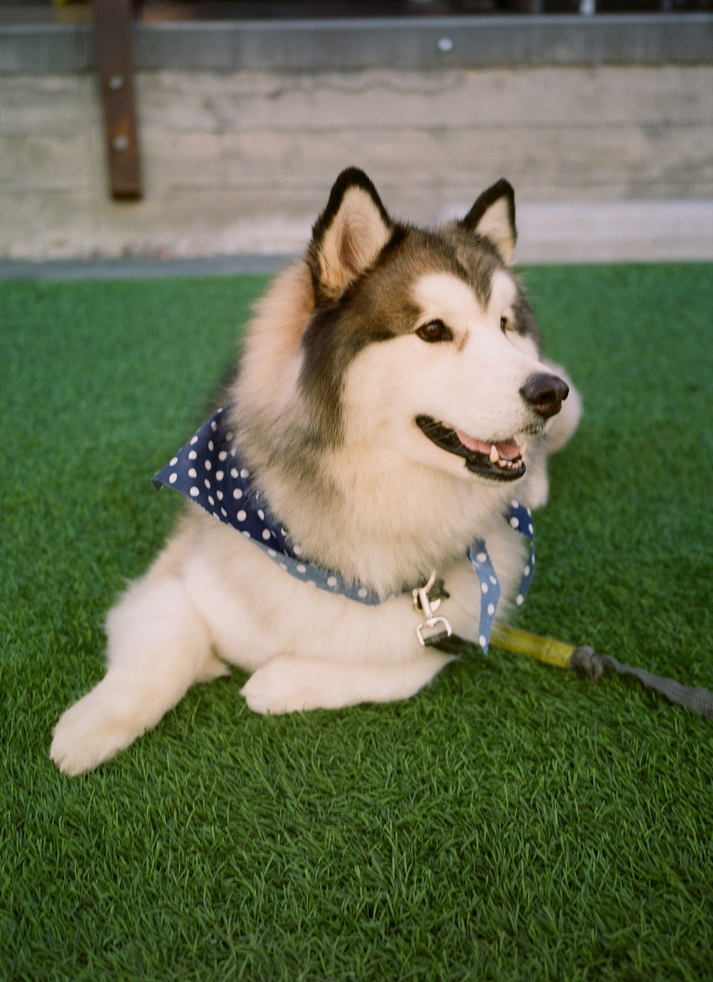 Pet's plaza Grooming Westminster