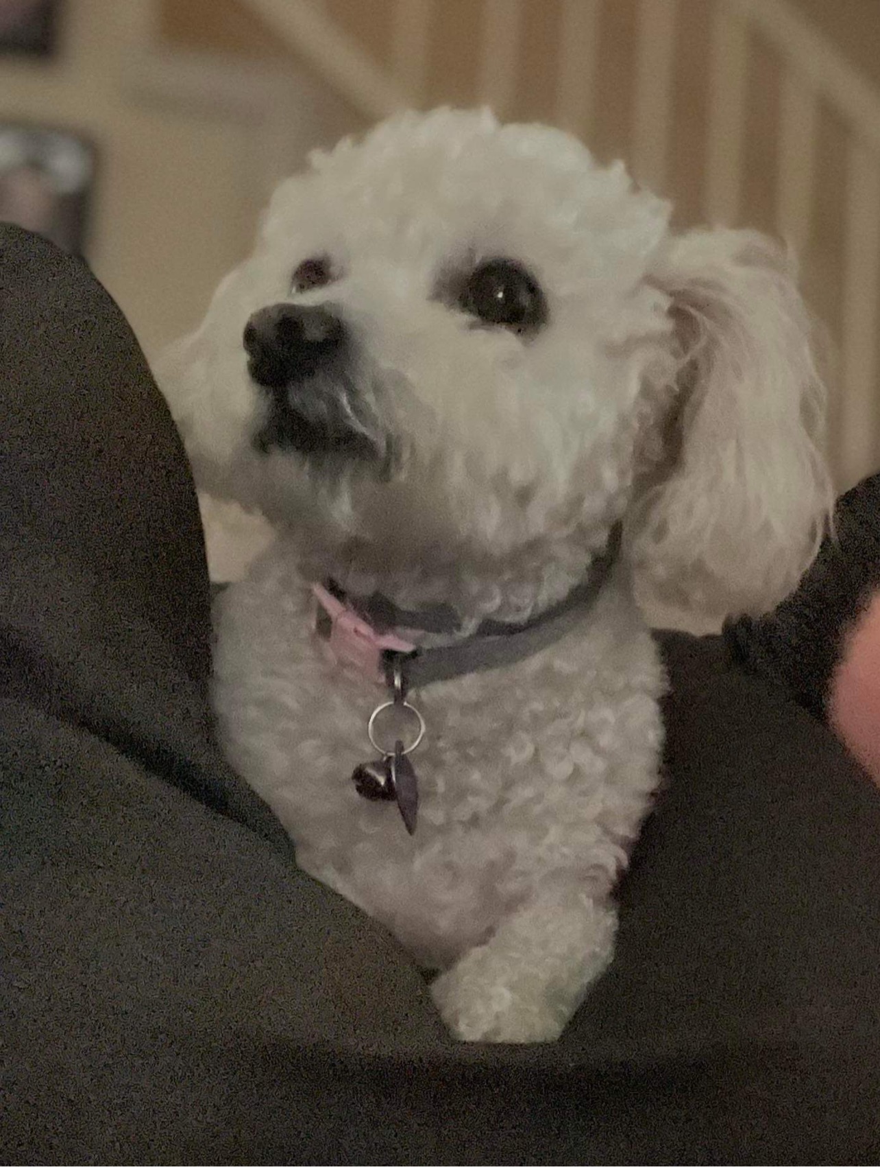 Art's Poodle Grooming Whittier