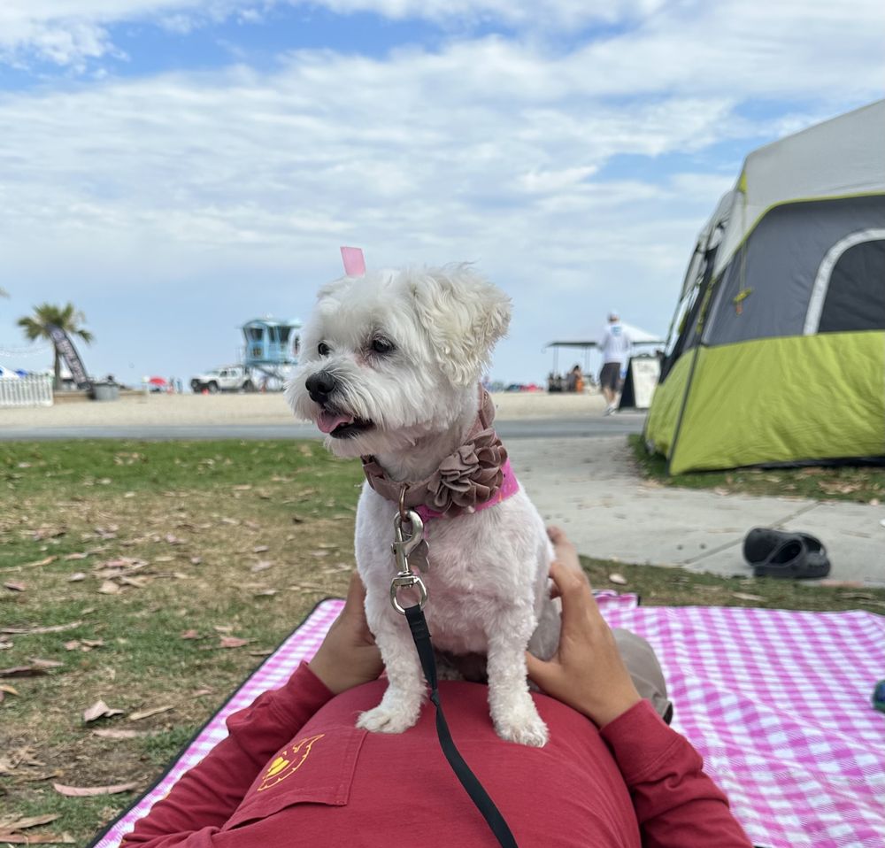 Anita's Pet Grooming Shop Whittier