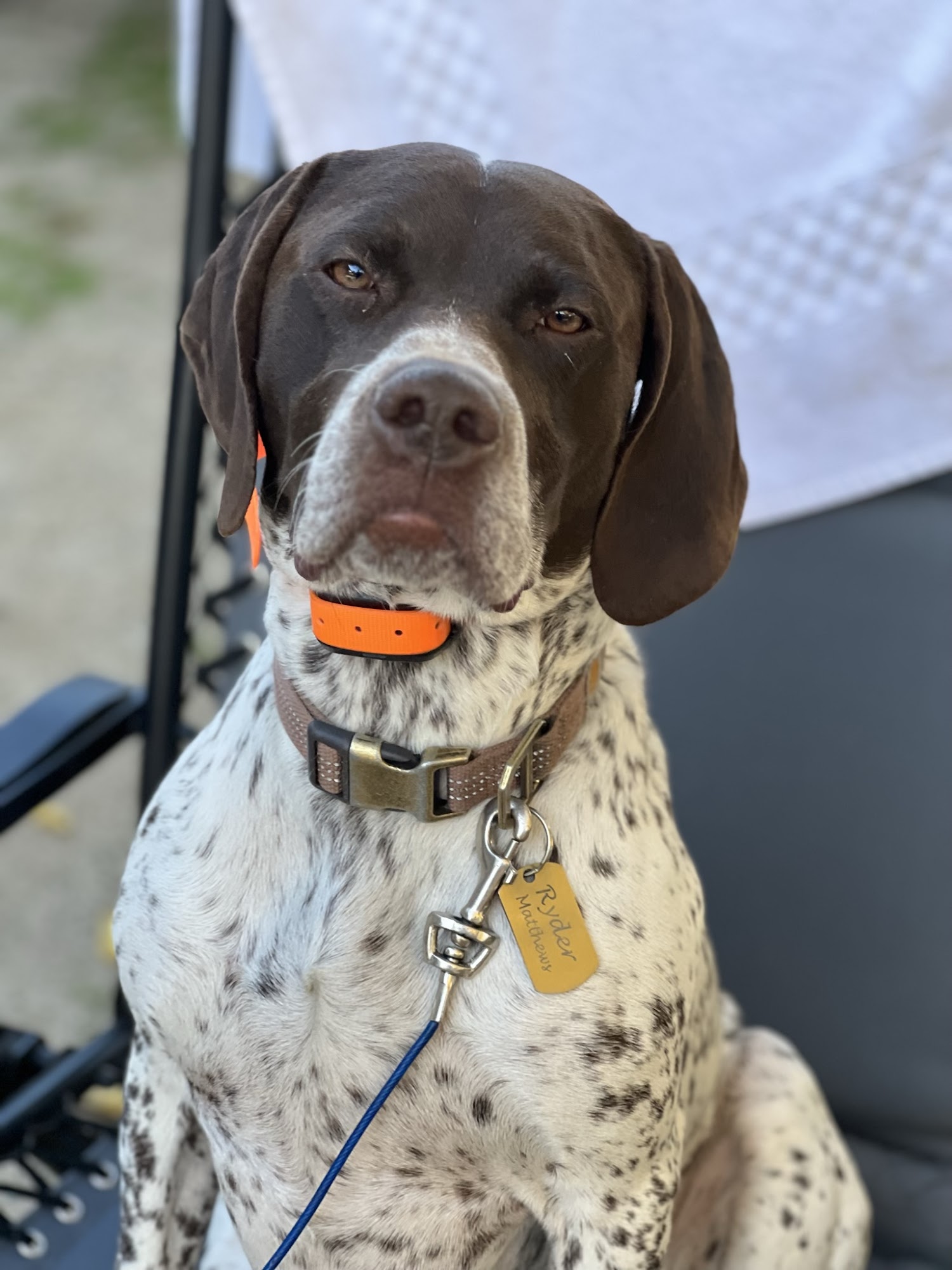 O'Brien Boarding & Training Kennel Wilton