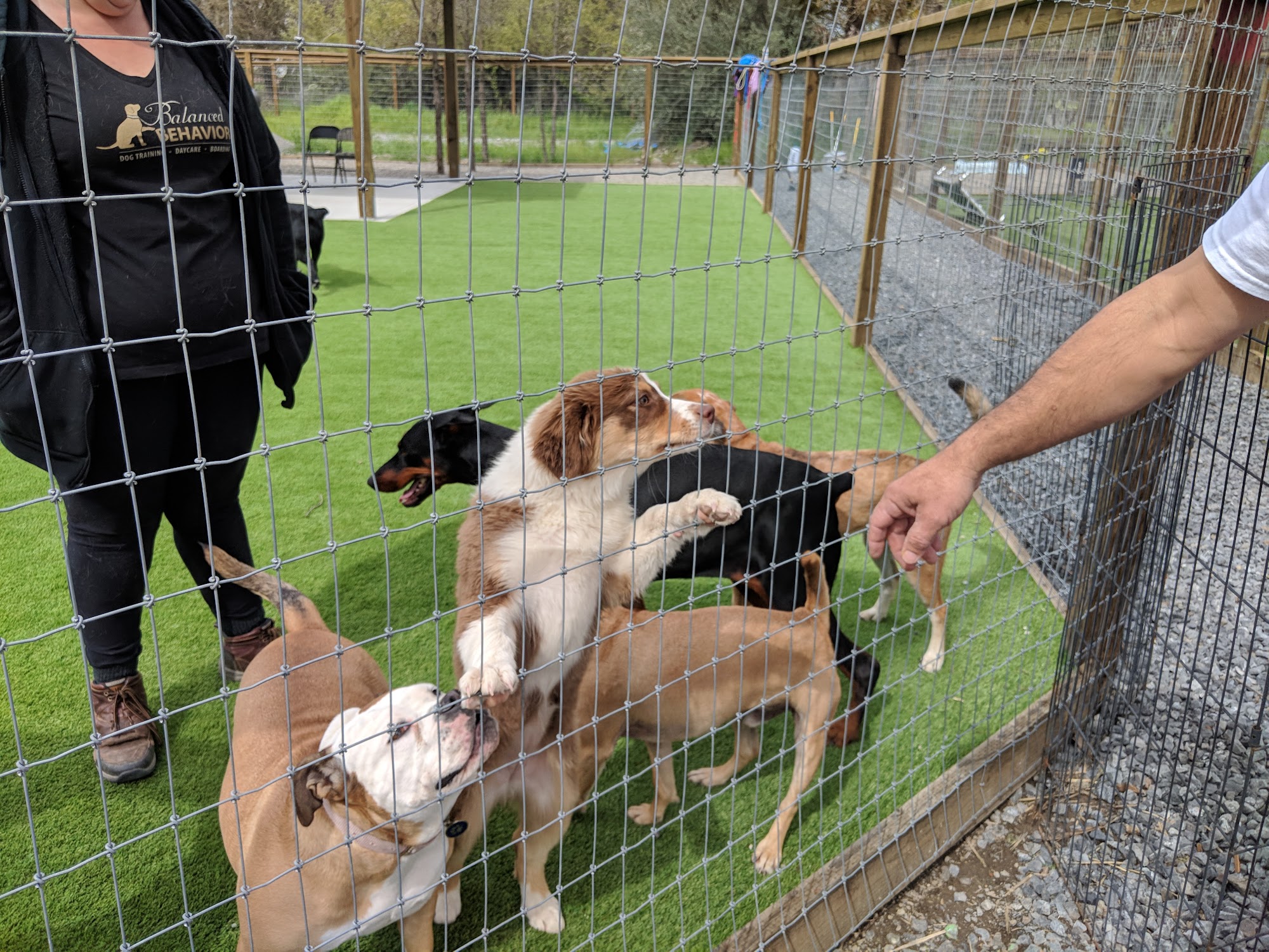 Balanced Behavior Inc. Windsor