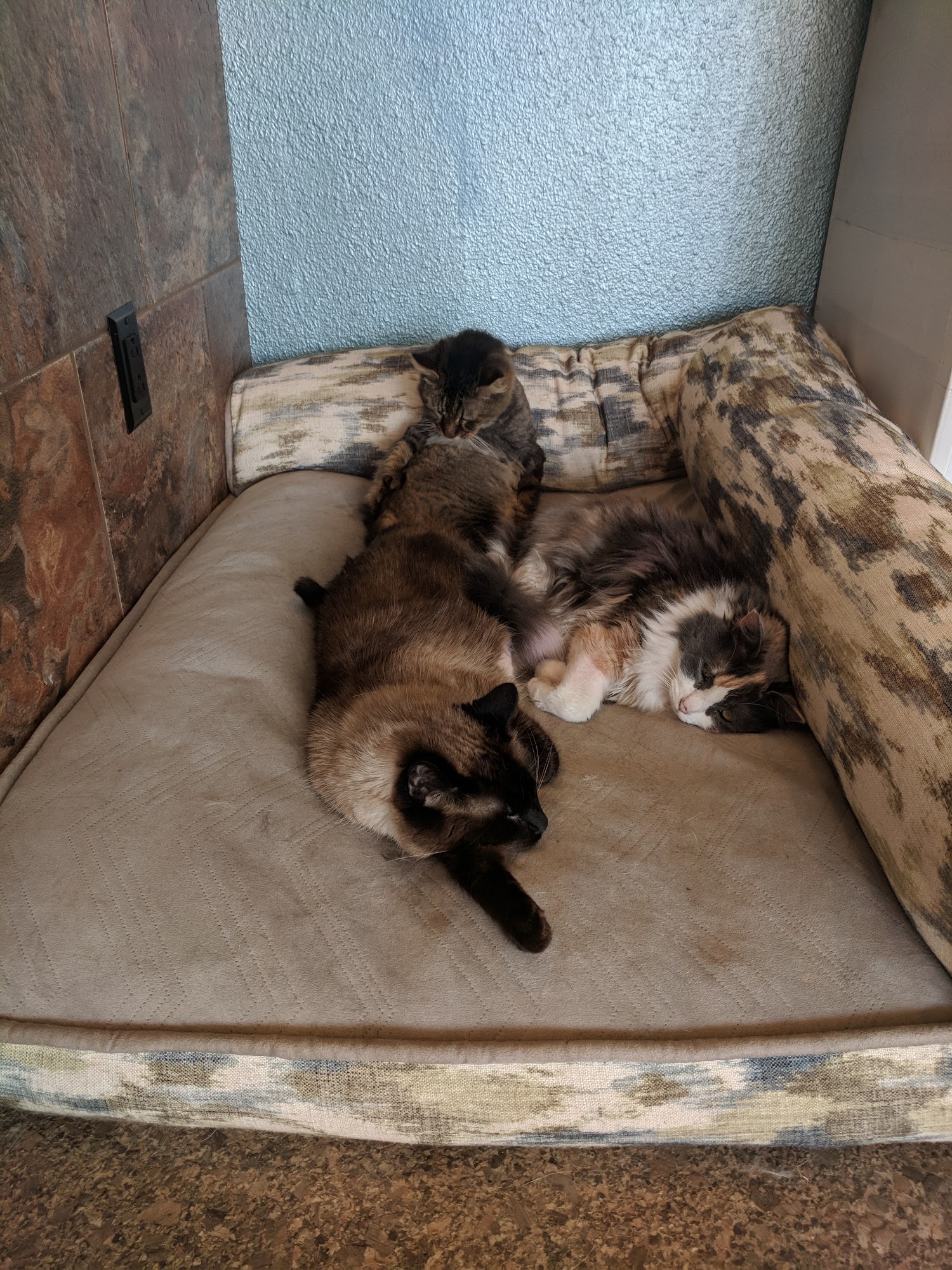 FURRY FRIENDS PET GROOMING Yorba Linda CA Hours, Directions